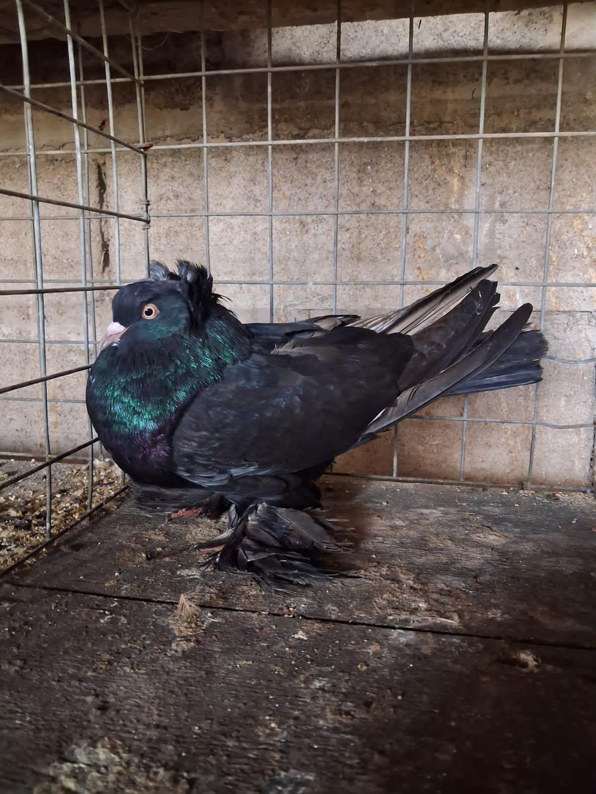 African Toy Cock