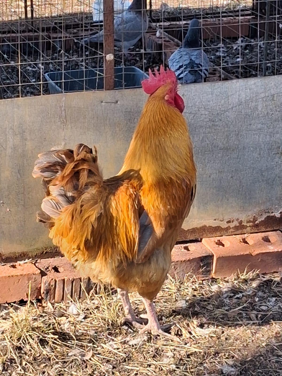 Orpington x cock