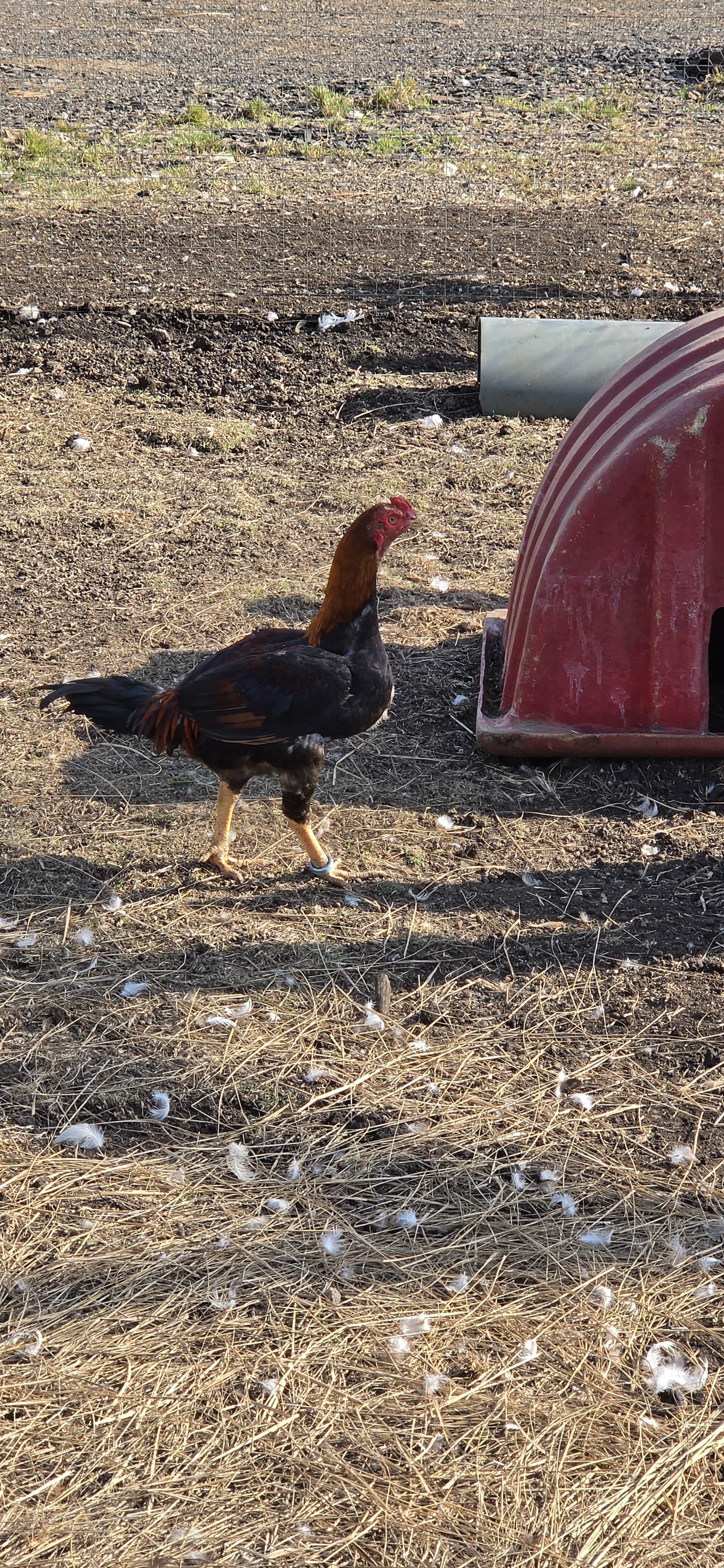 Natal Stag Rooster