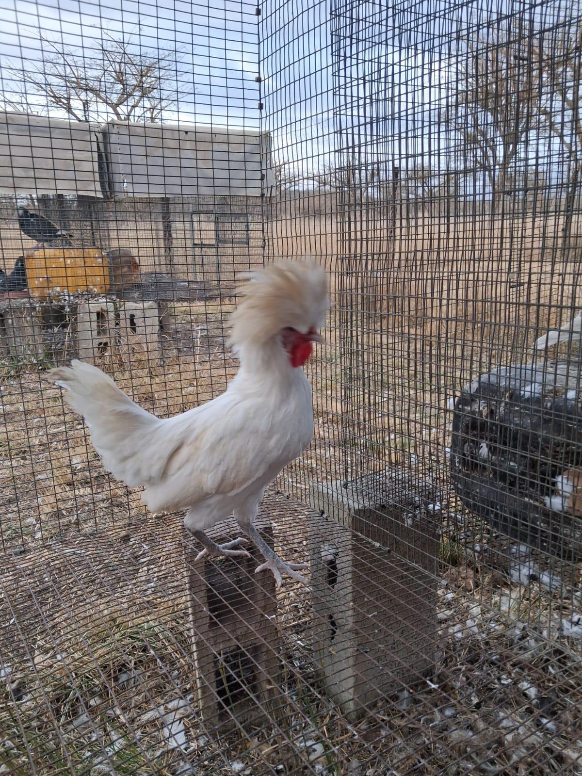 White Polish cock