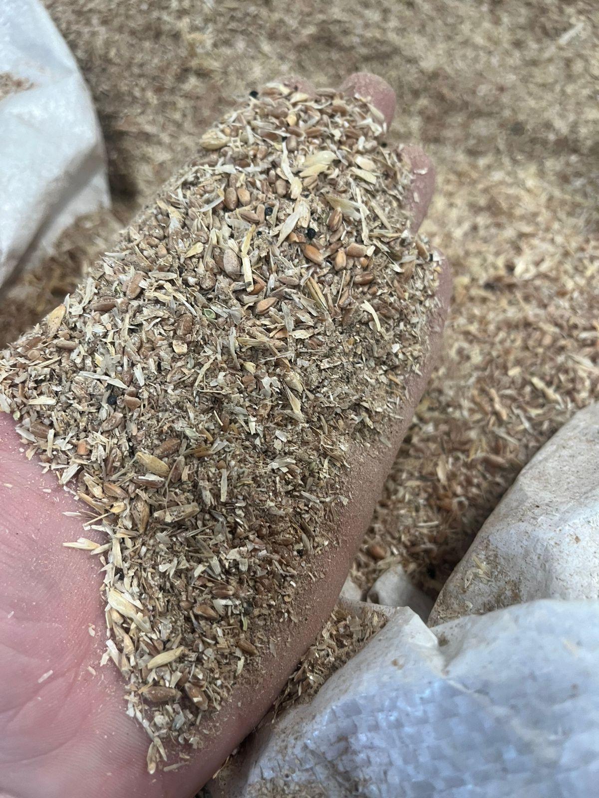 Wheat sifils