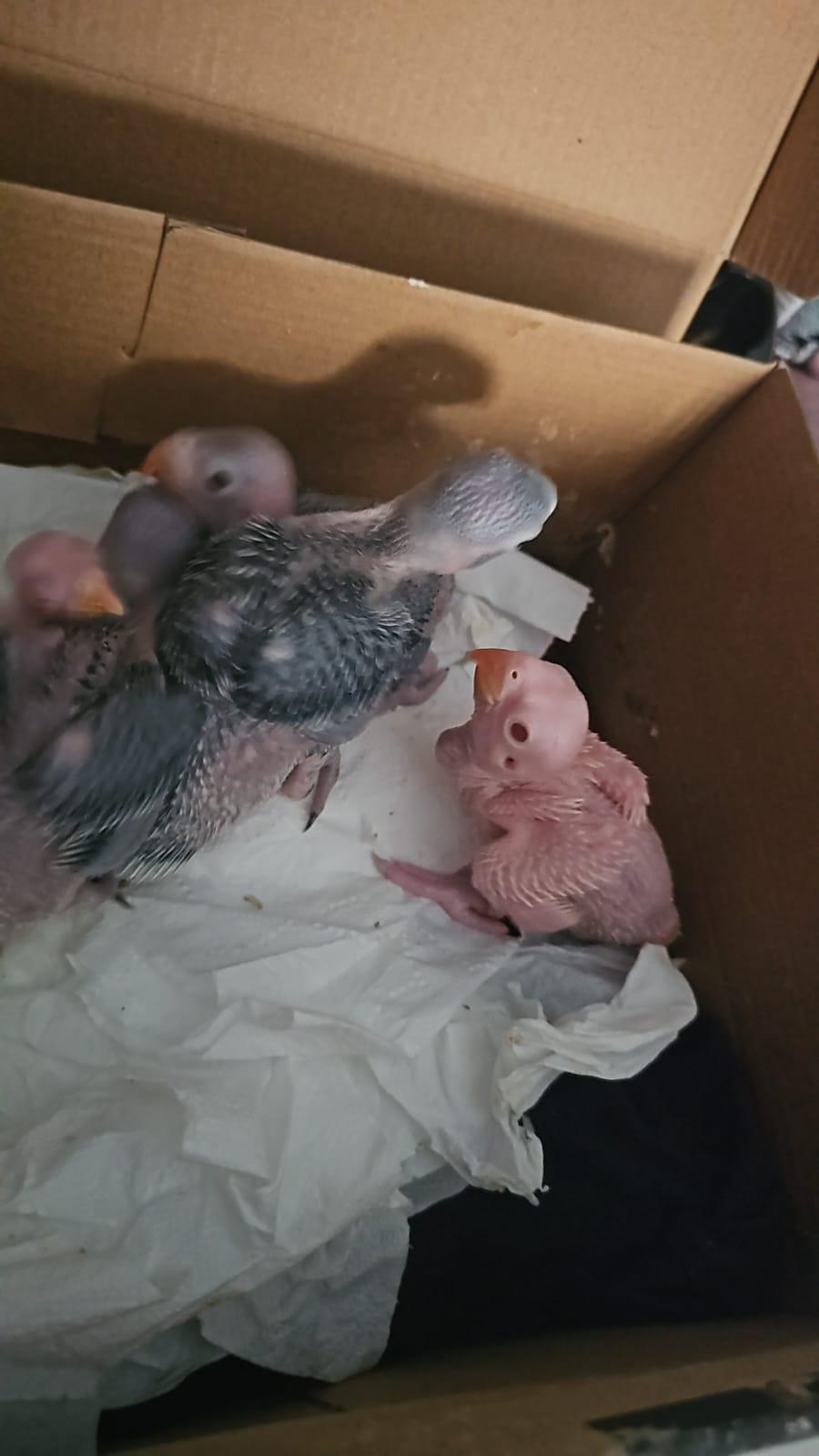 5 Baby Ringnecks