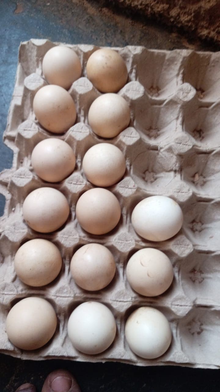 Blue Light Colombian Brahma Eggs x15