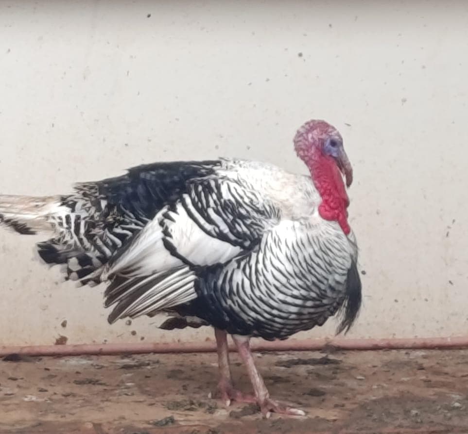Royal Palm Turkey Pair