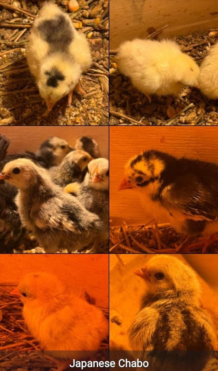 30 Japanese Chabo Bantam Chicks for R1000