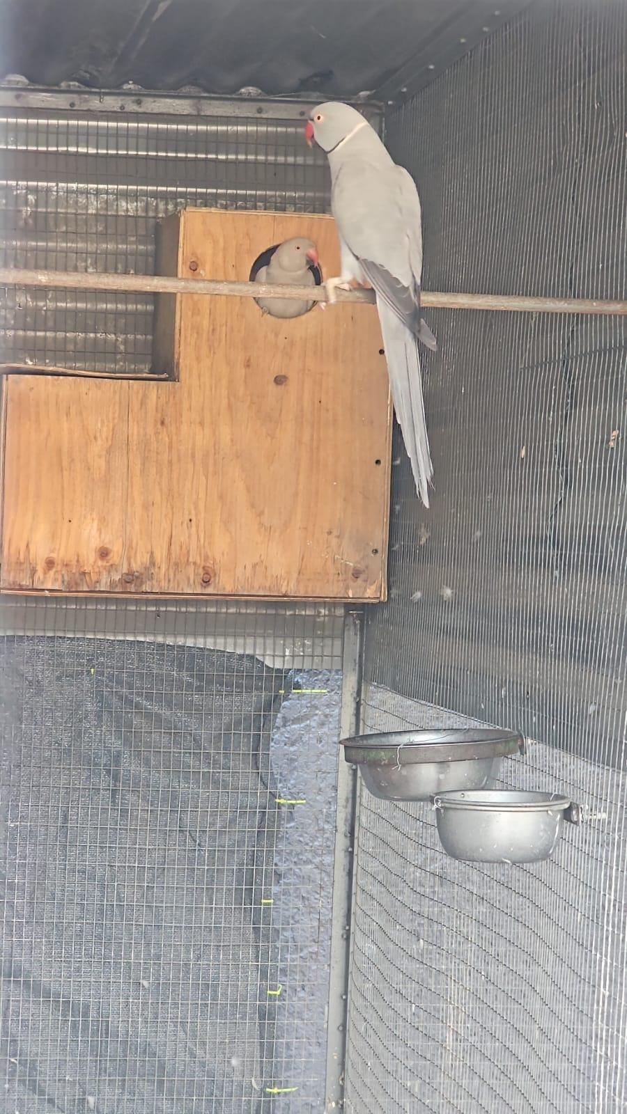 Grey Parrots