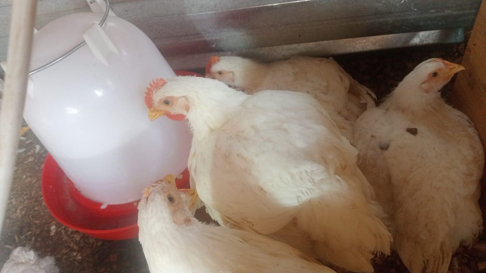 Ross 308 Broilers x 40