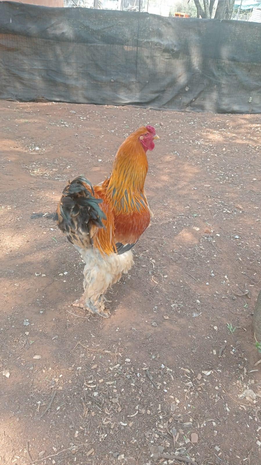 Brahma Cockerel rooster
