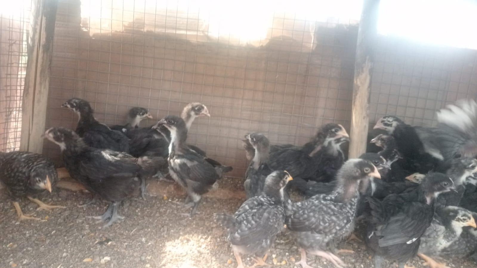 Black Australorp and Koekoek Chicks