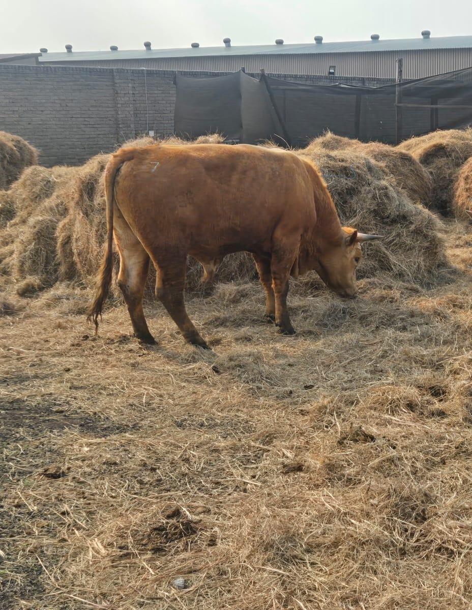 Bull