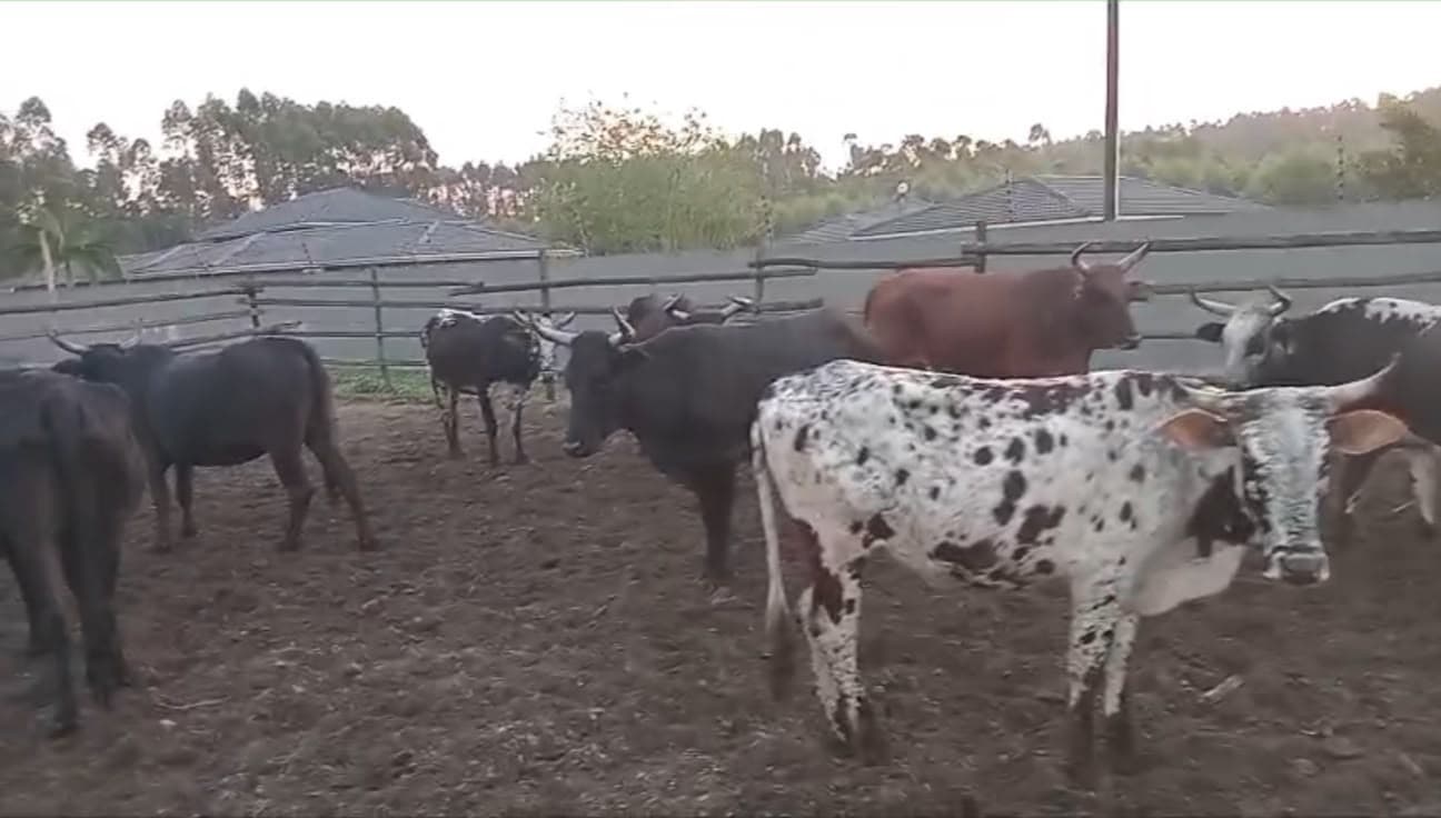 Nguni Cows/Heifers