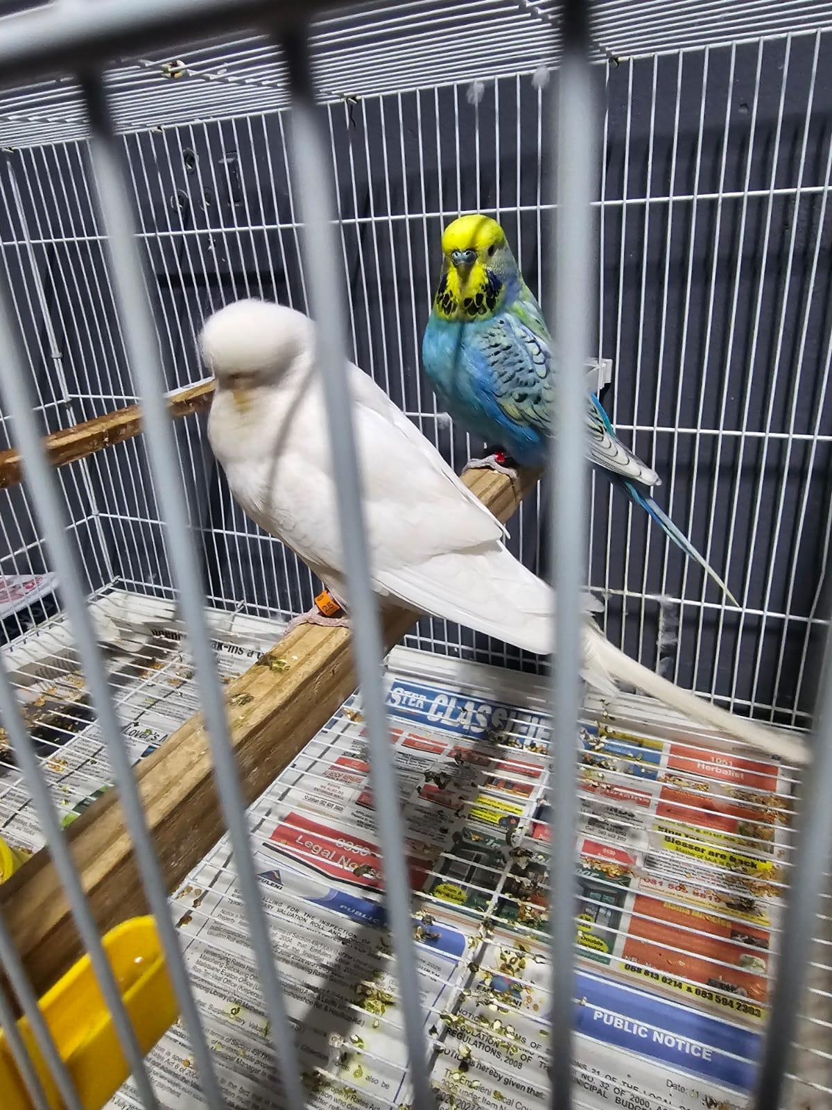 show Budgies x 10 pairs