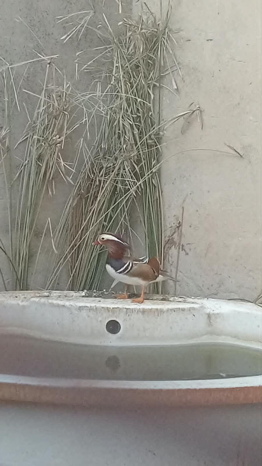 Mandarin male