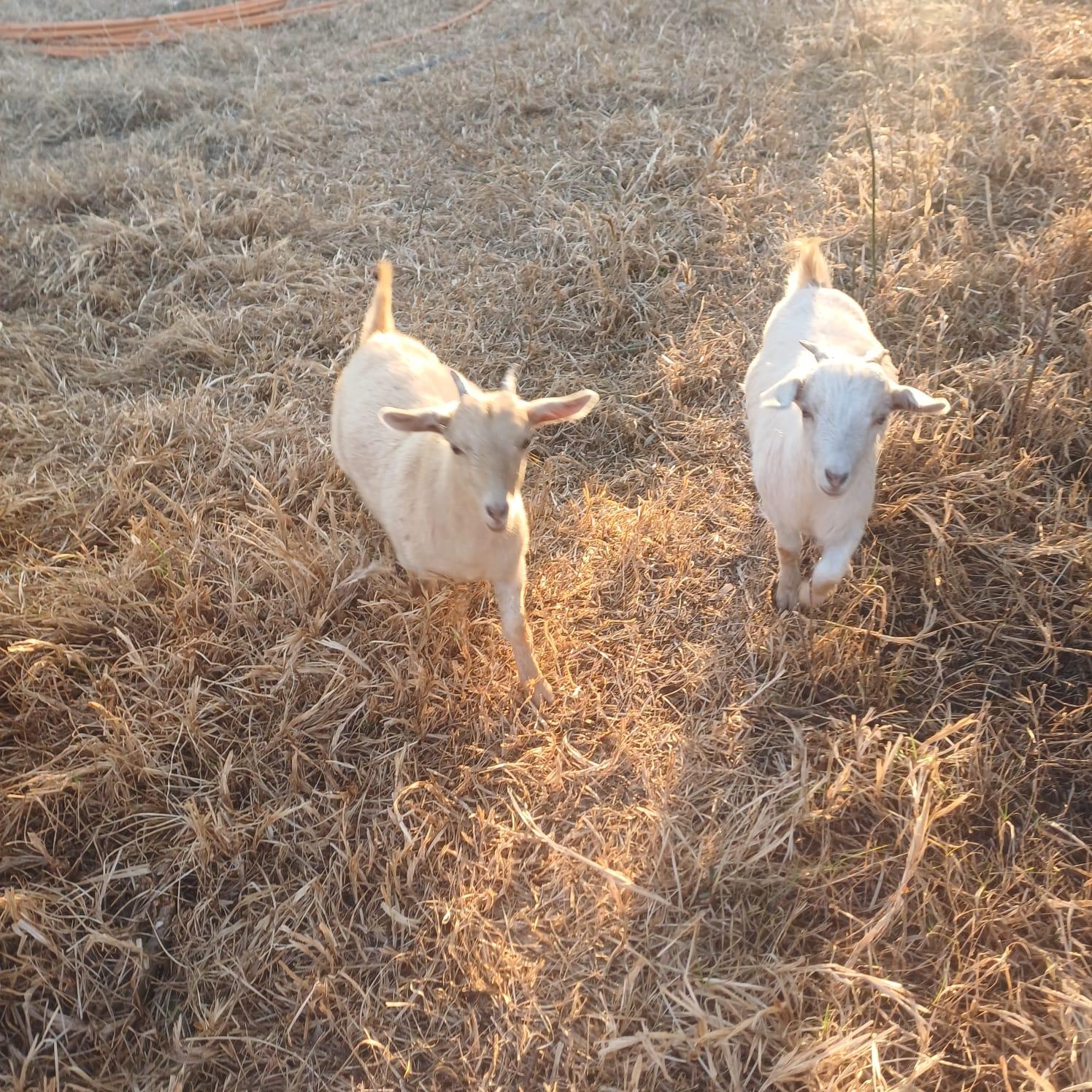 2 Goats