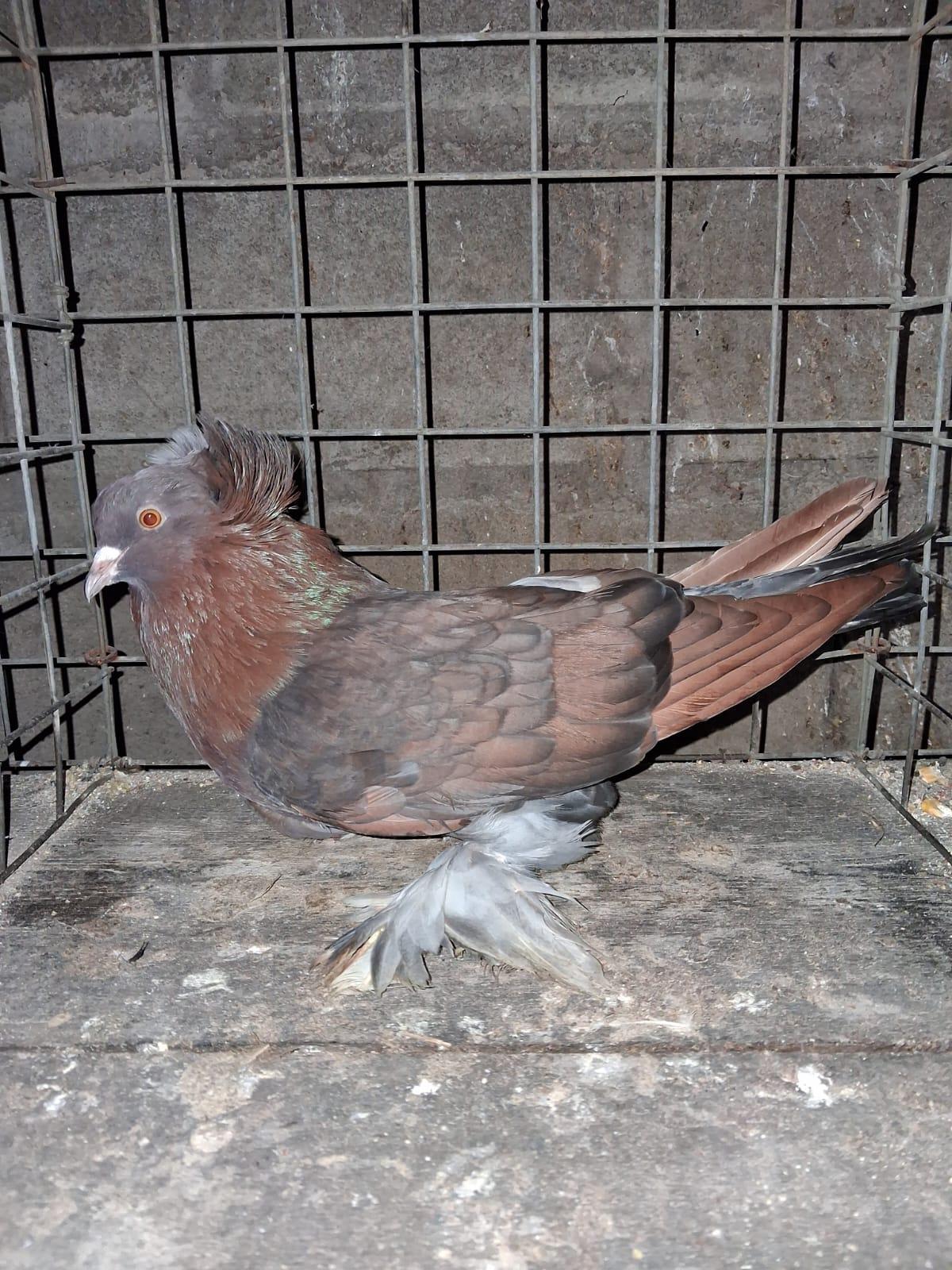 African Toy Cock