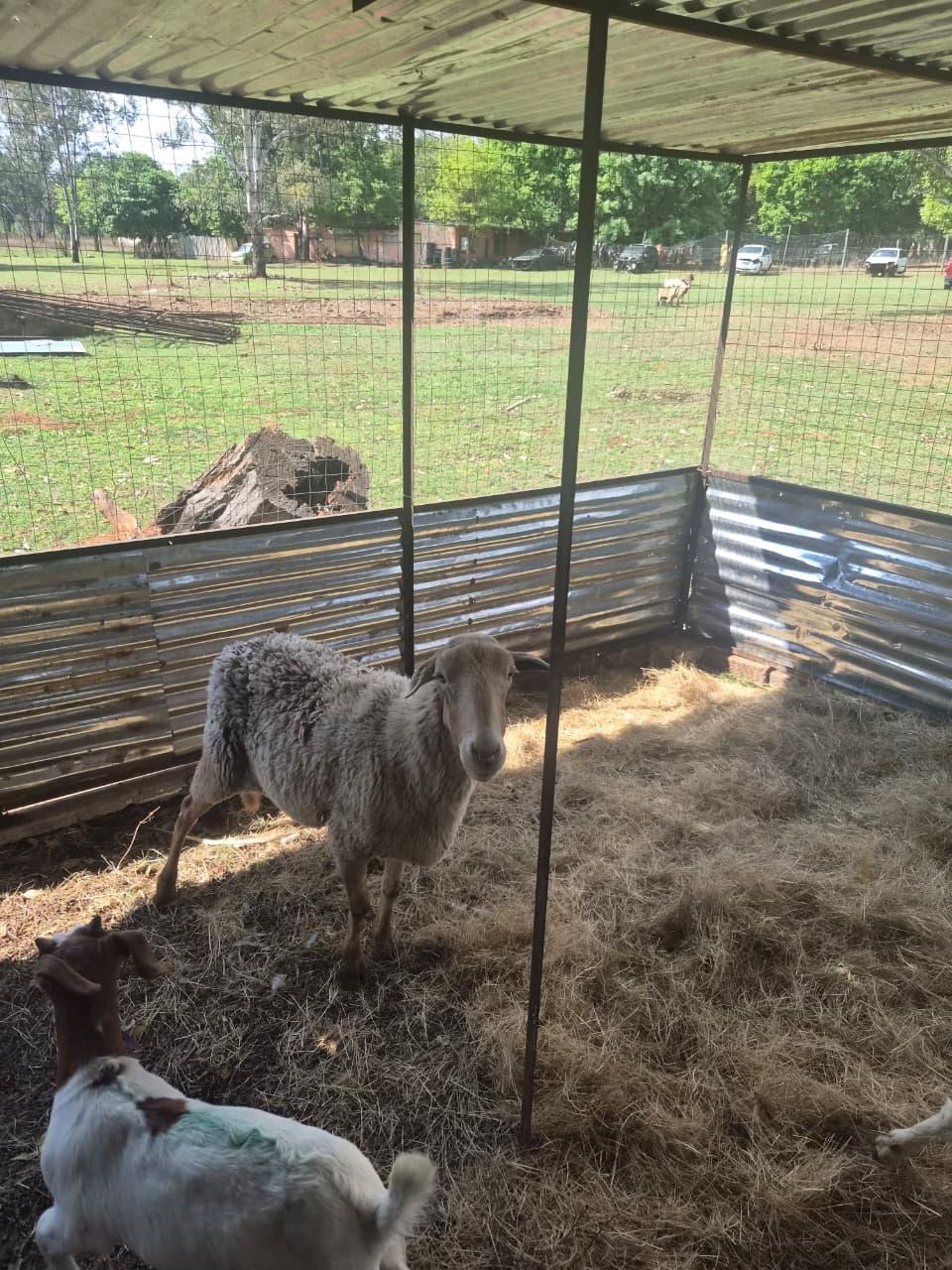 meatmaster ewe