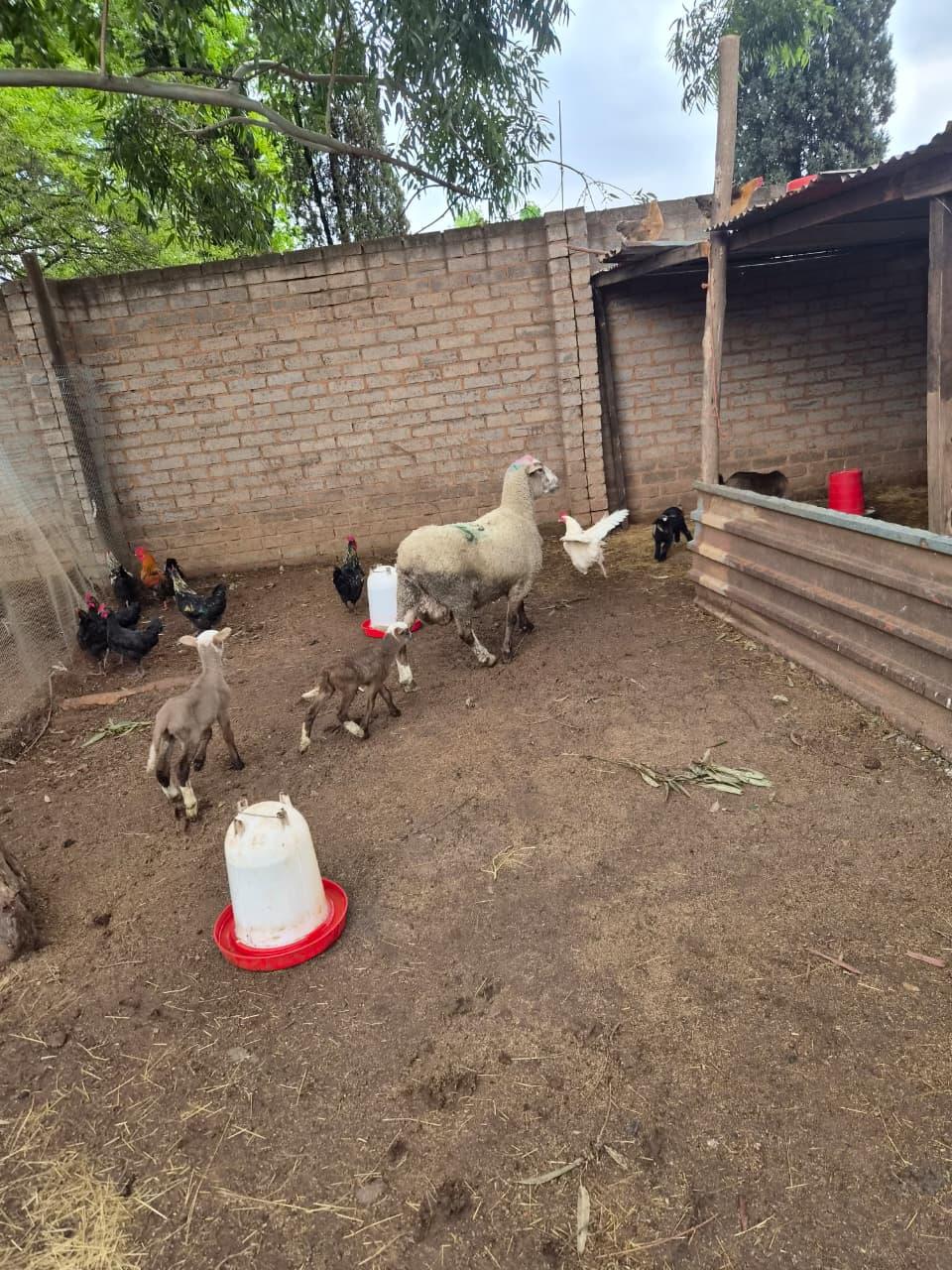 ewe with 2 lambs (1+ 2)