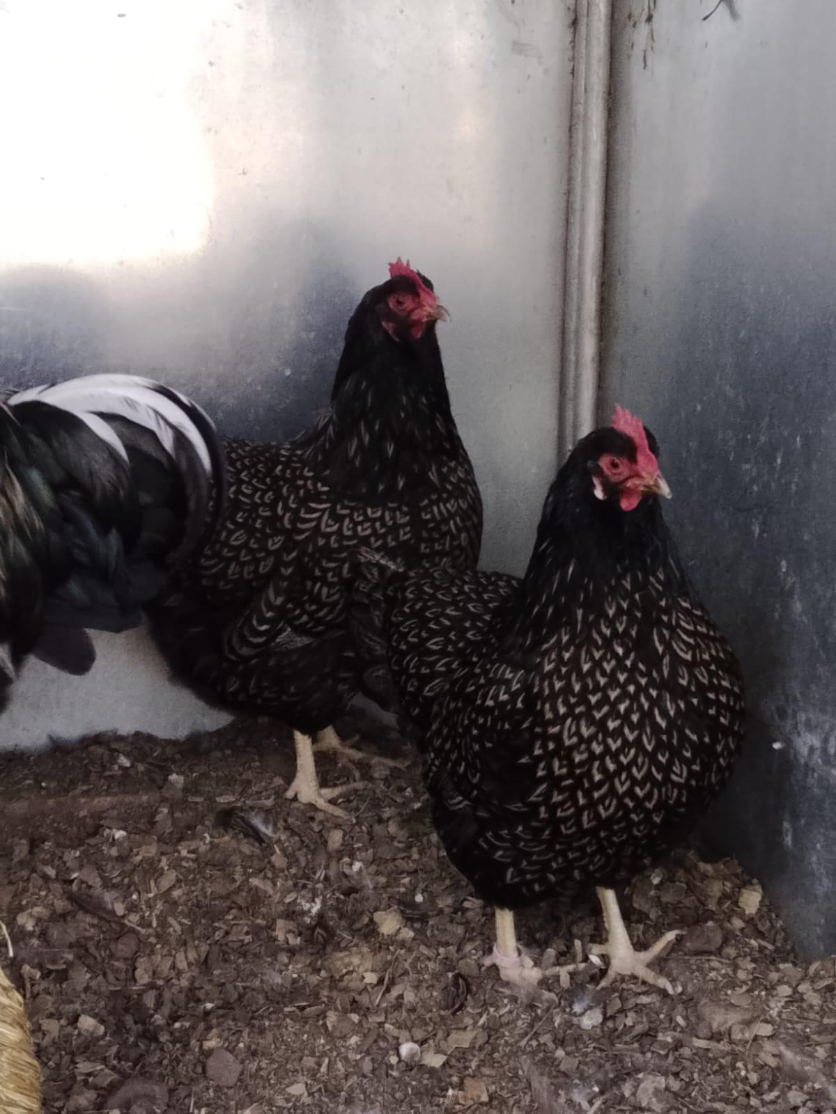 Trio Barnevelder