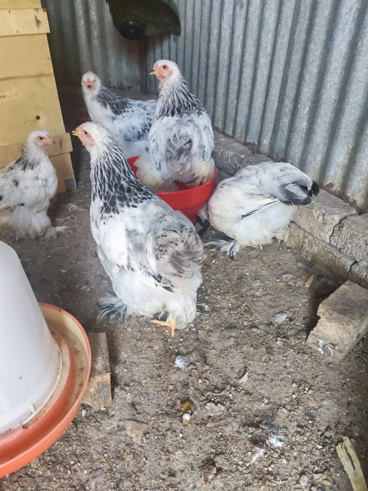 Light Colombian Roosters