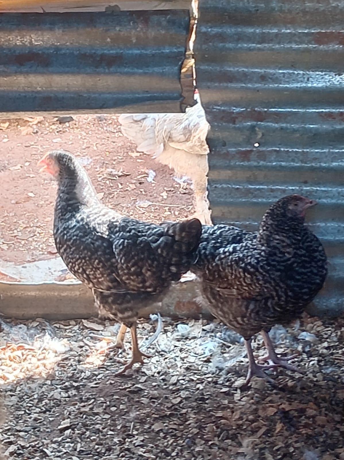 Kokoe Trio
