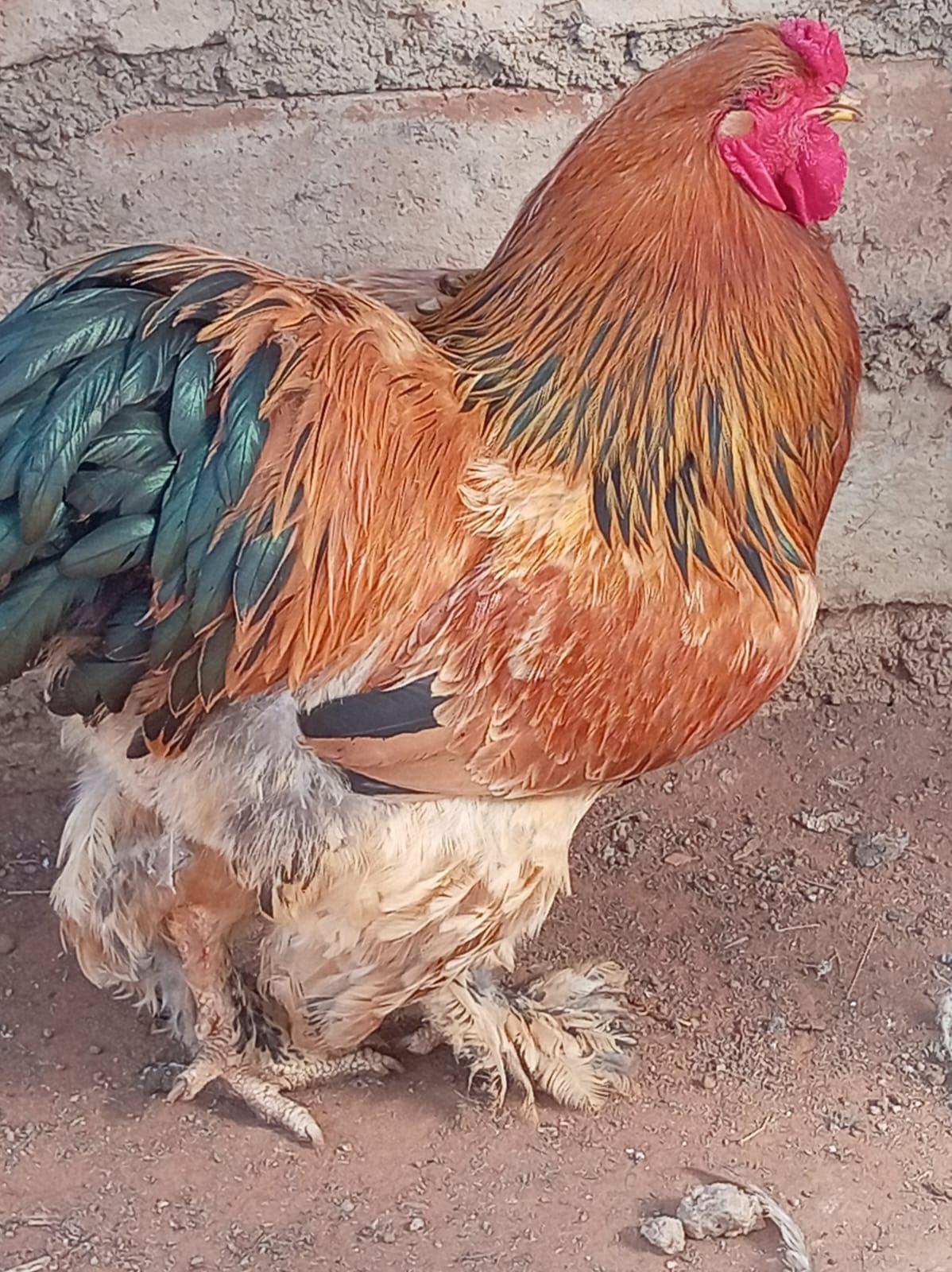 Buff Brahma pair