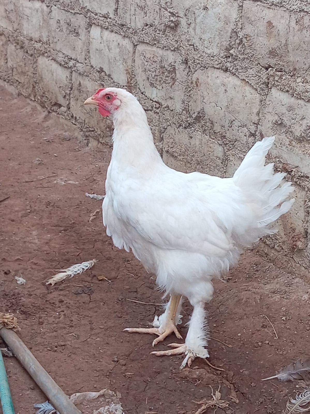 White Brahma