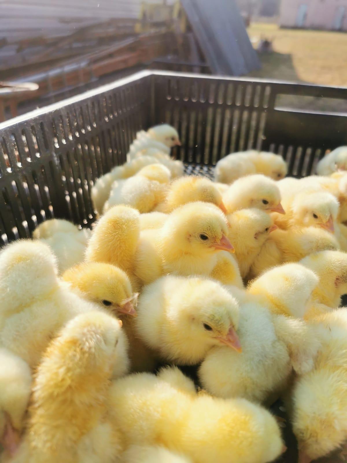 Ross308 broiler chicks