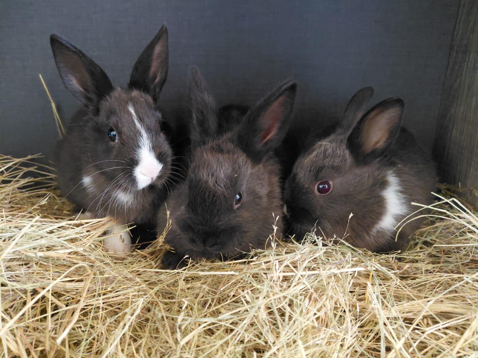 Bunnies x 2