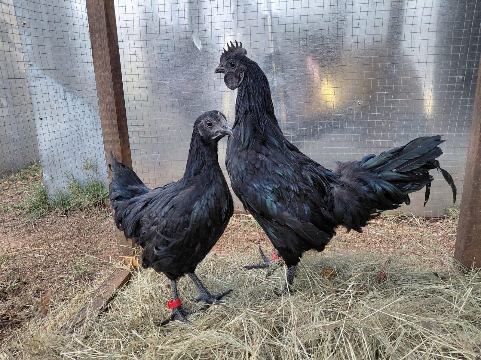 Ayam Cemani breeding pairs