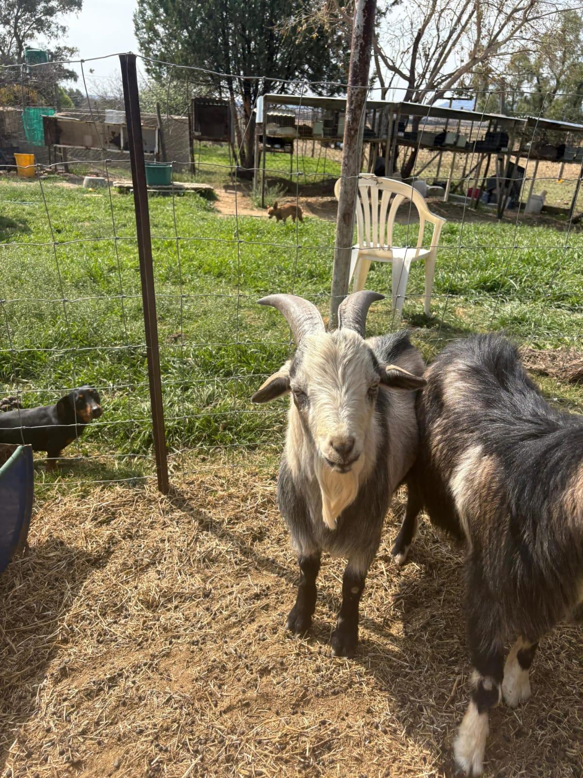 Nigerian Dwarf Buck