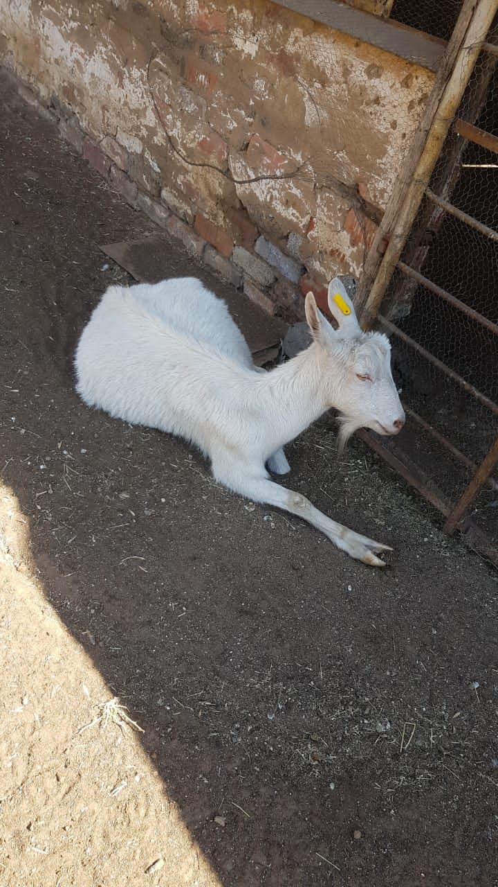Togg x Saanen ram lamb and  saanen doe