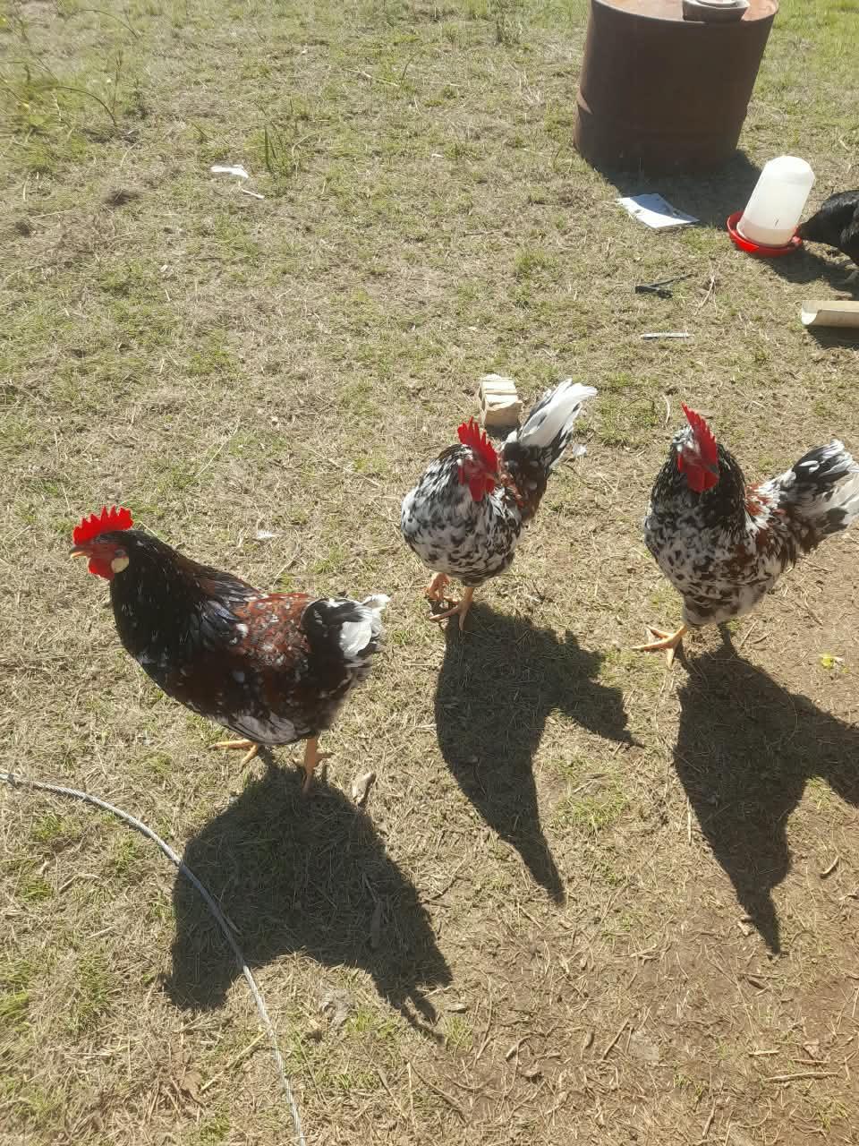 Bosvelder Roosters x 3