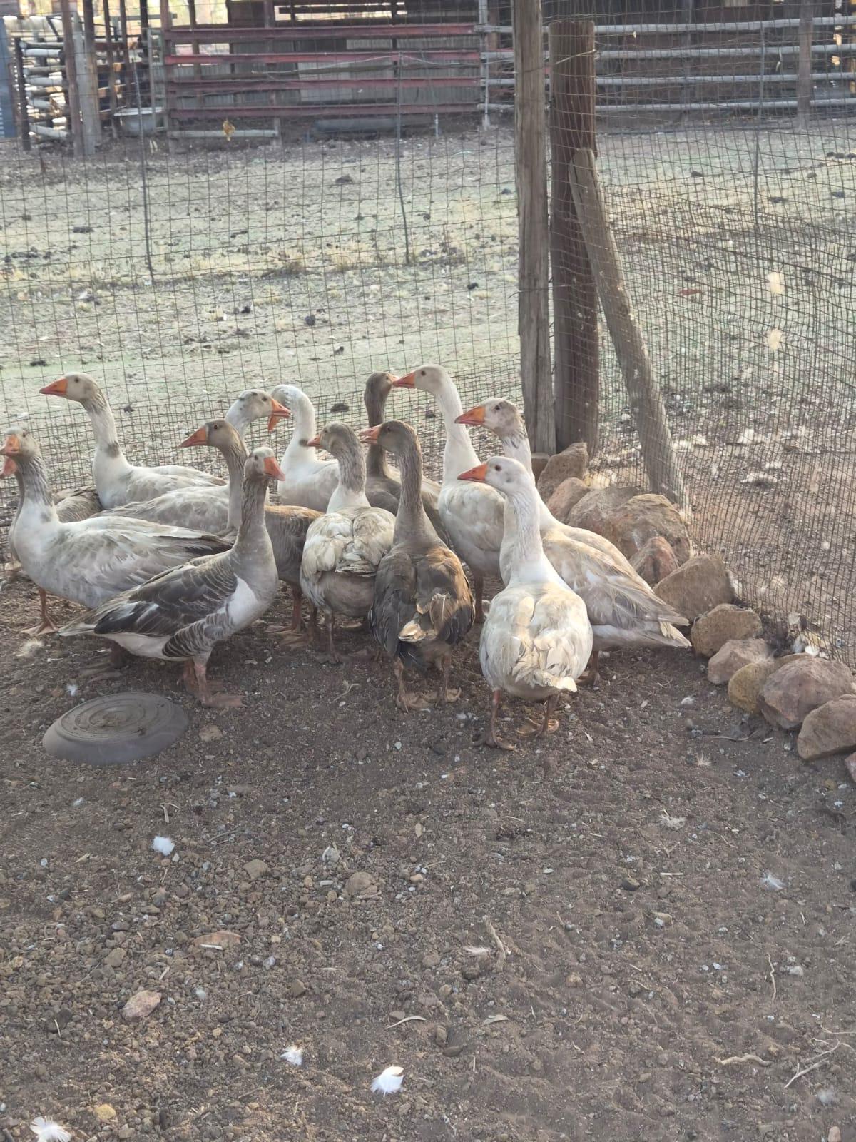 13 Geese for Sale