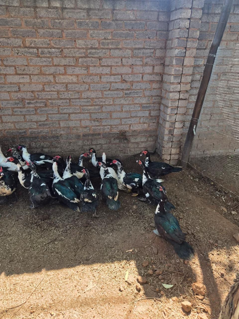 Muscovy males x 22