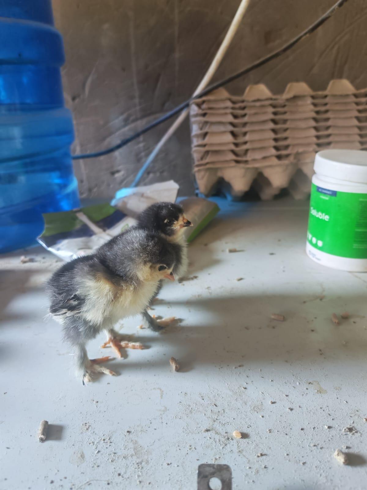 Black Brahma Chicks x 40