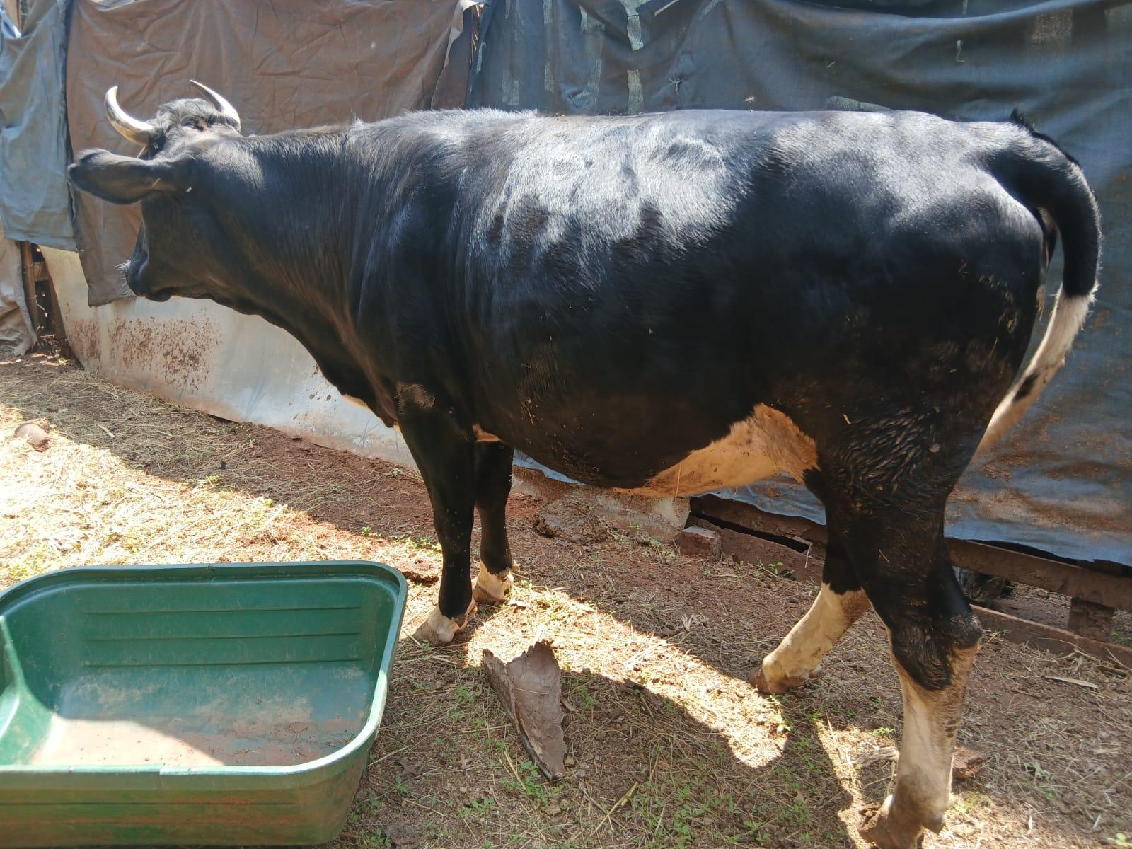 Holstein Cow