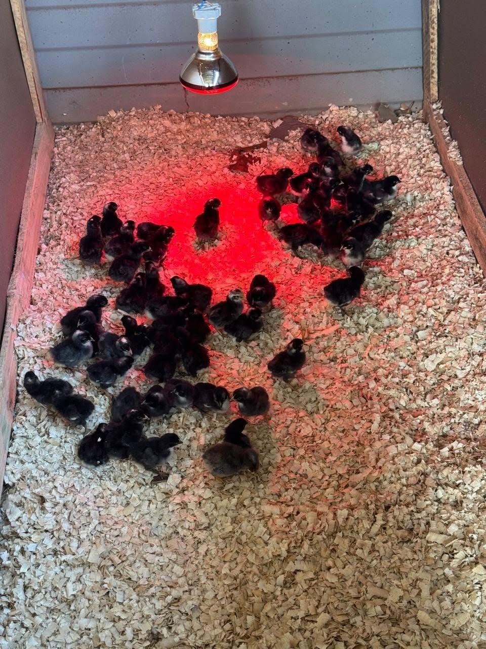 Potch koekoek chicks x 75