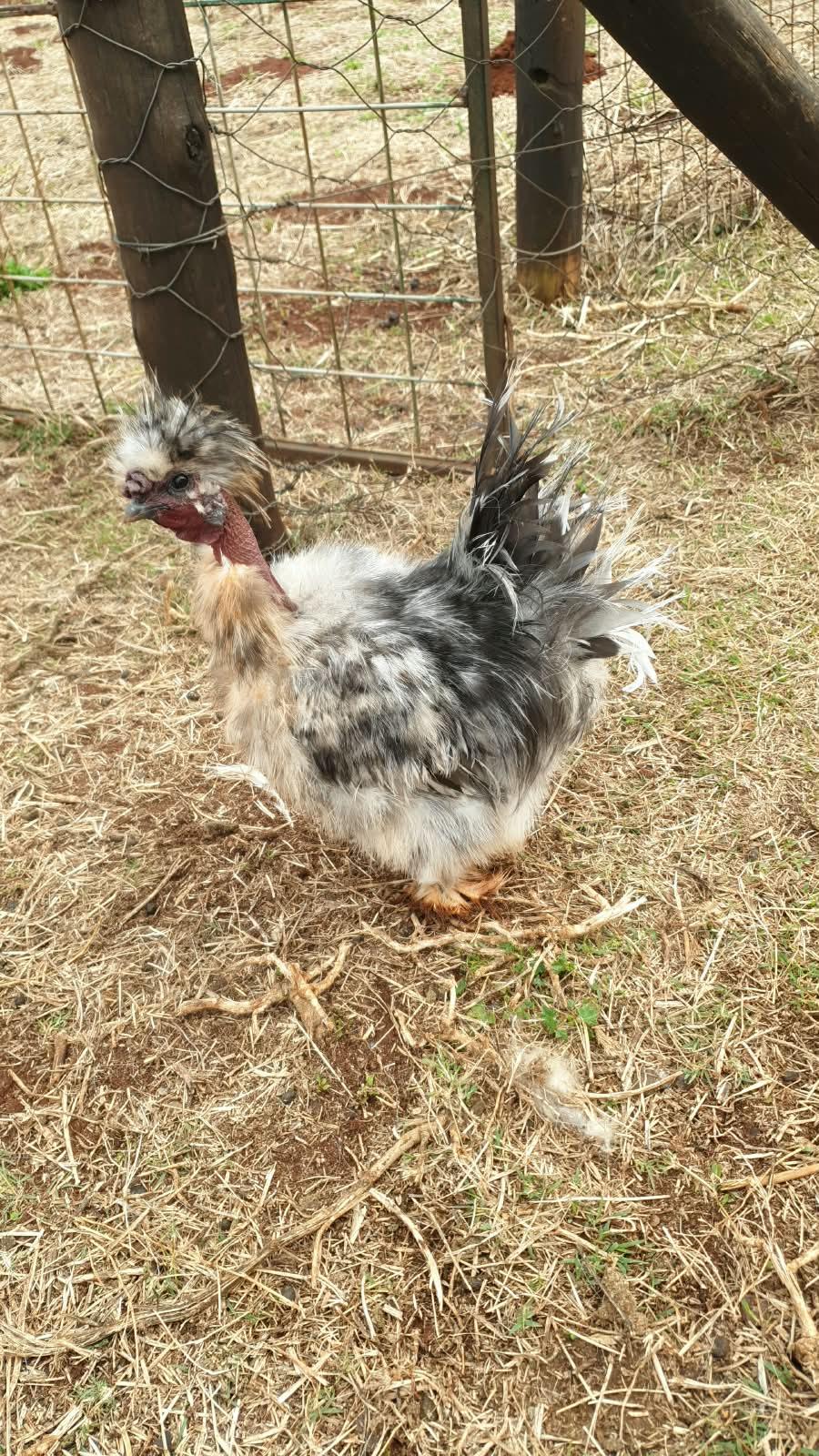 Bareneck Silkie Roosters x 3