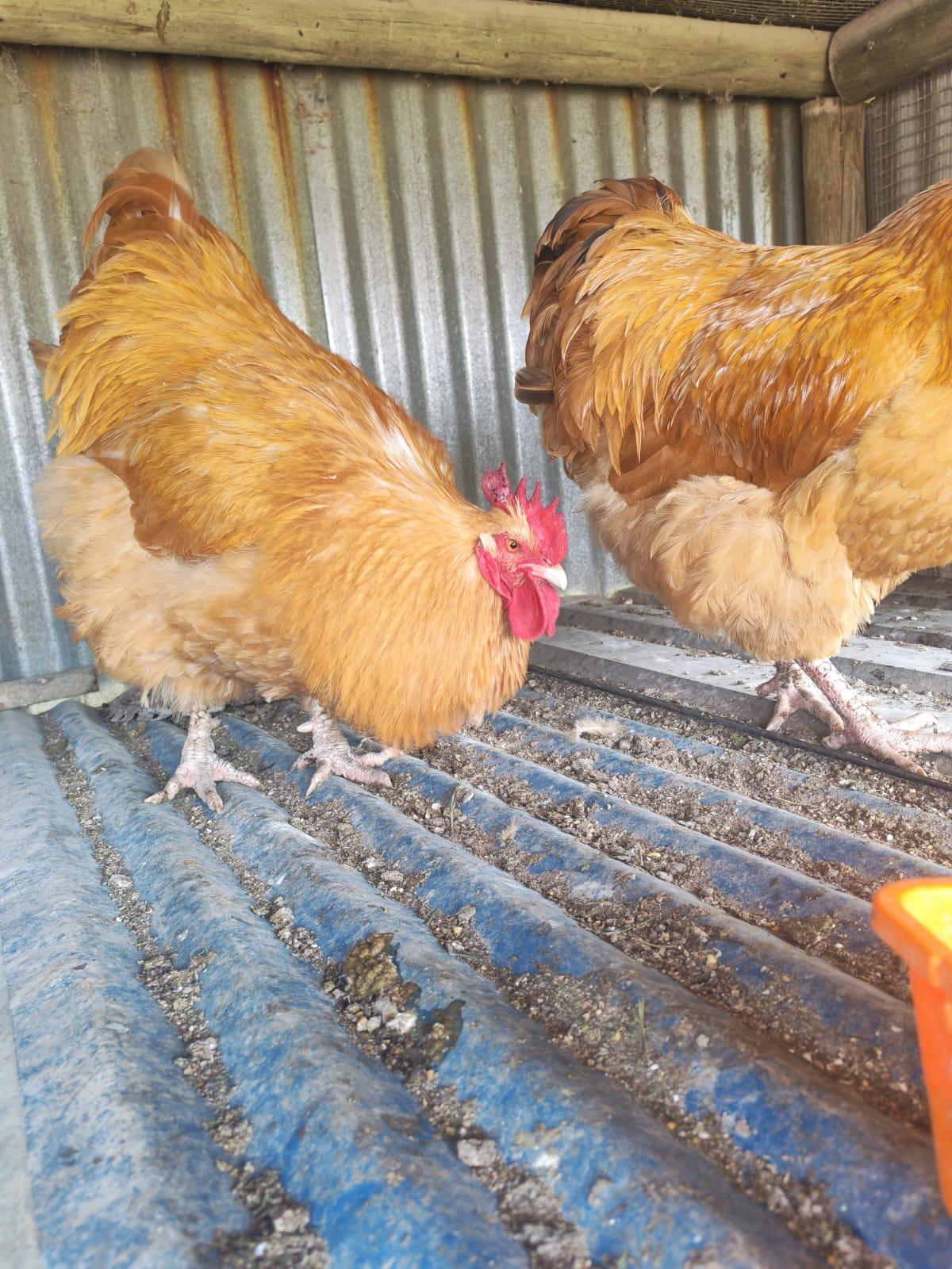 2 x Orpington Roosters