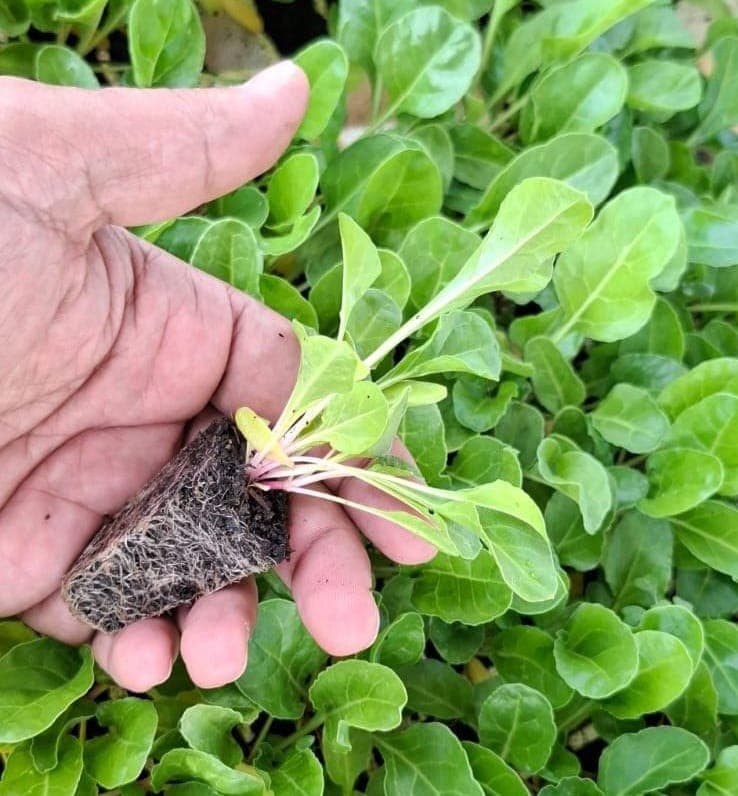 Spinach Seedlings