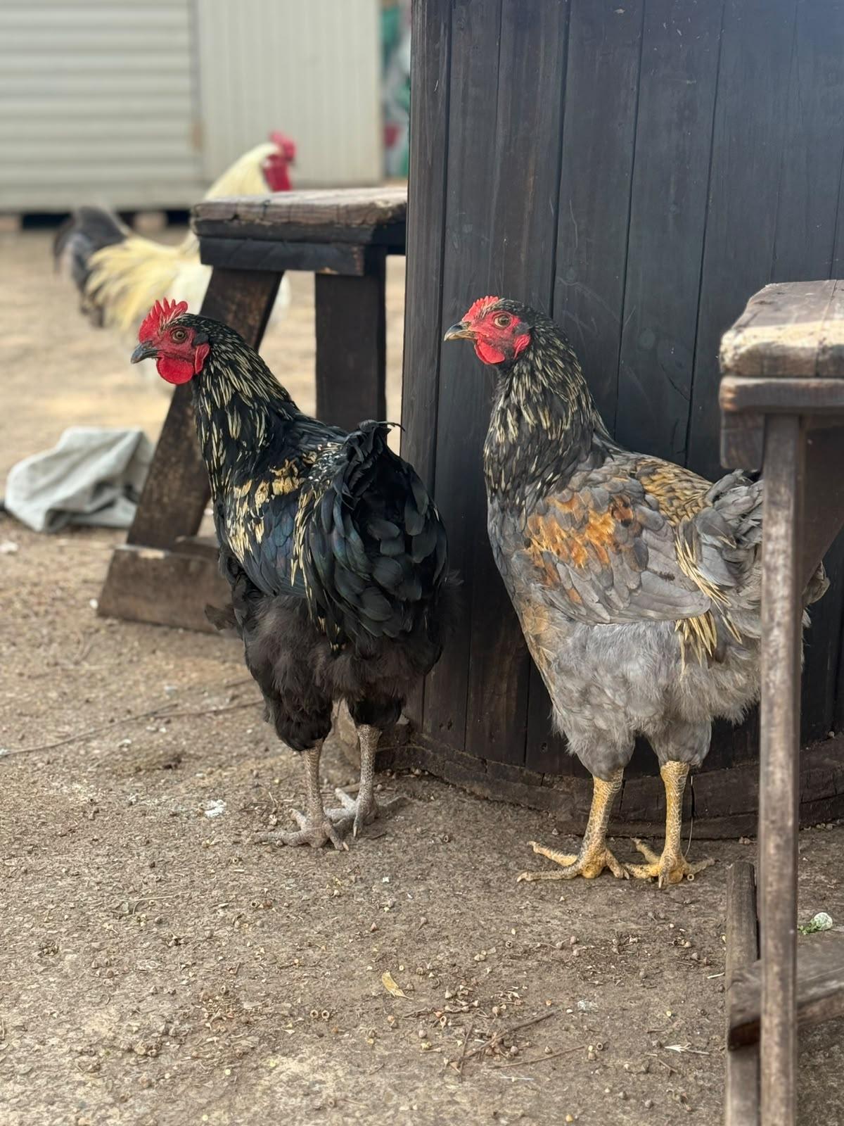 Brahma x Orpington Rooster x 2