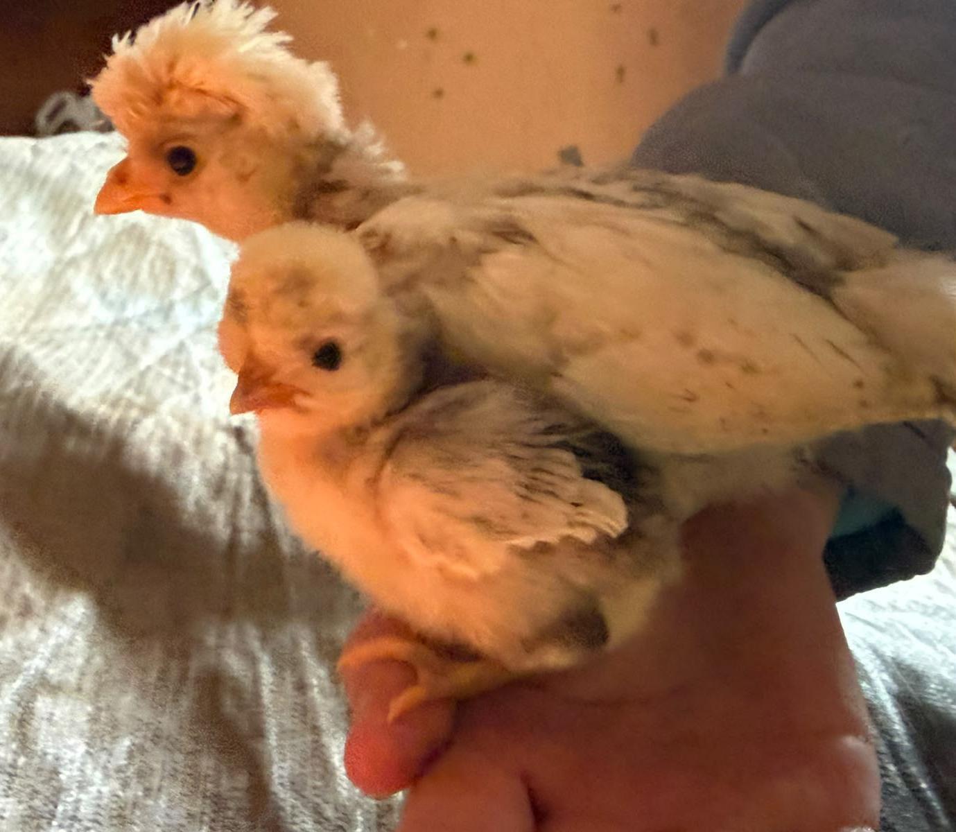 White Crested Blue Polish Chicks