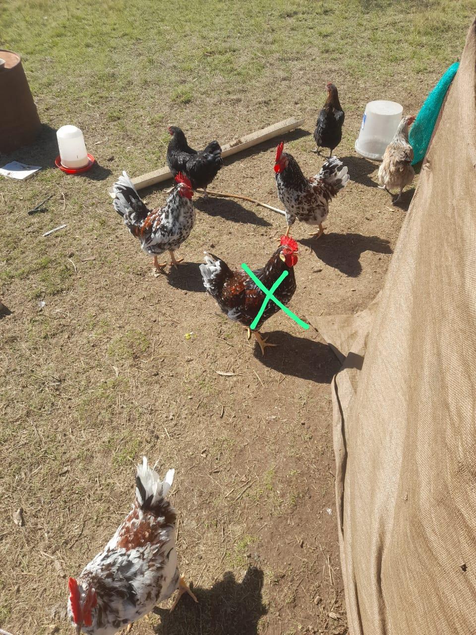 Boschvelder Roosters x2