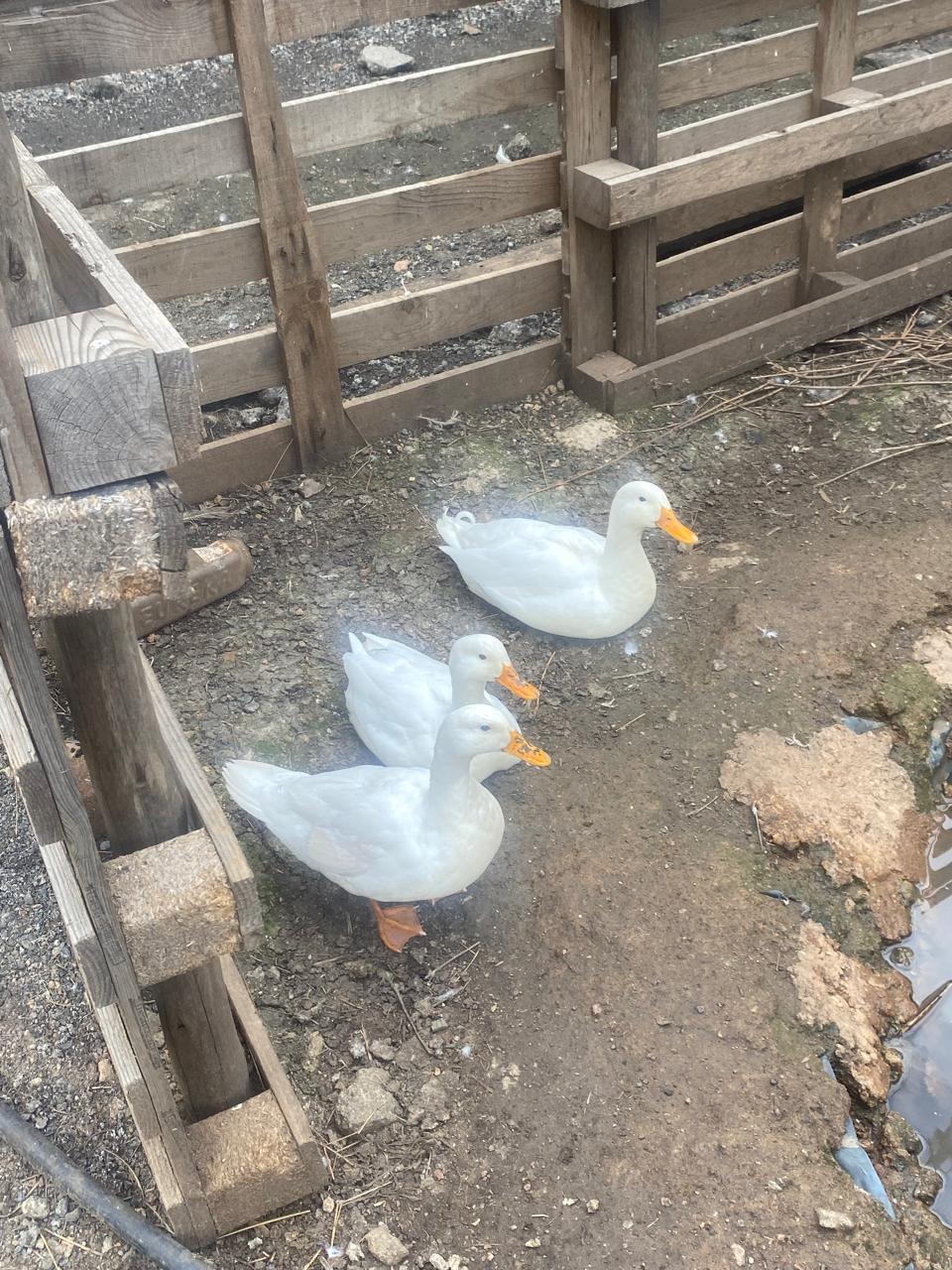 Pekin ducks x 3