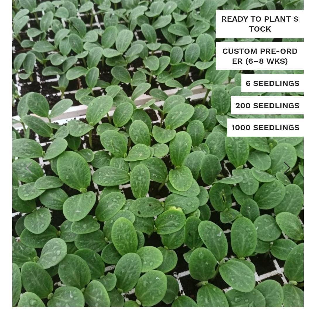 butternut seedlings x 1000