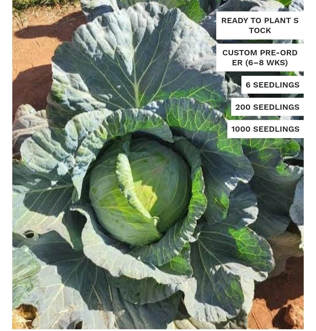 Cabbage Optima F1 Hybrid Seedlings X 10000