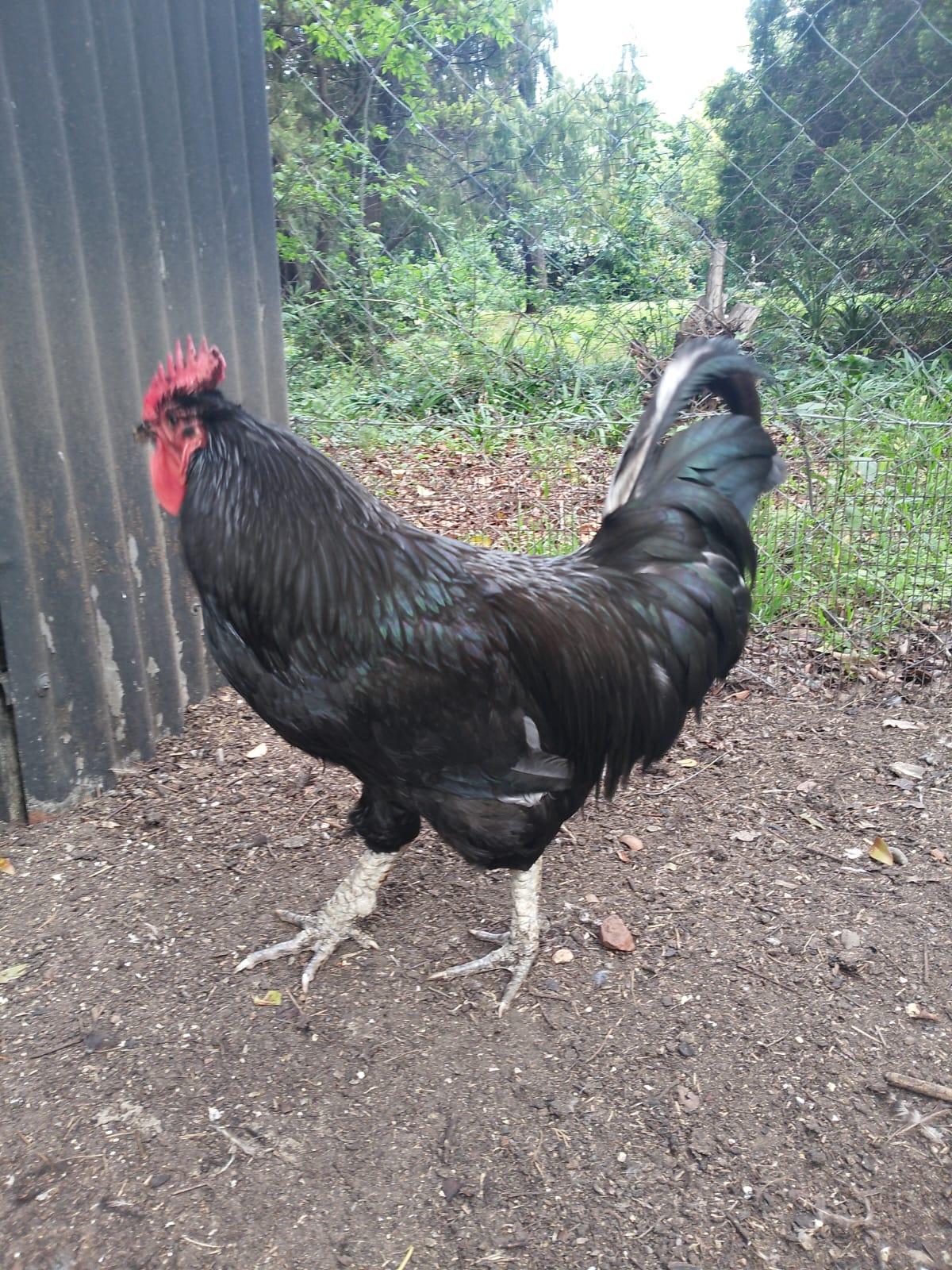 Rooster