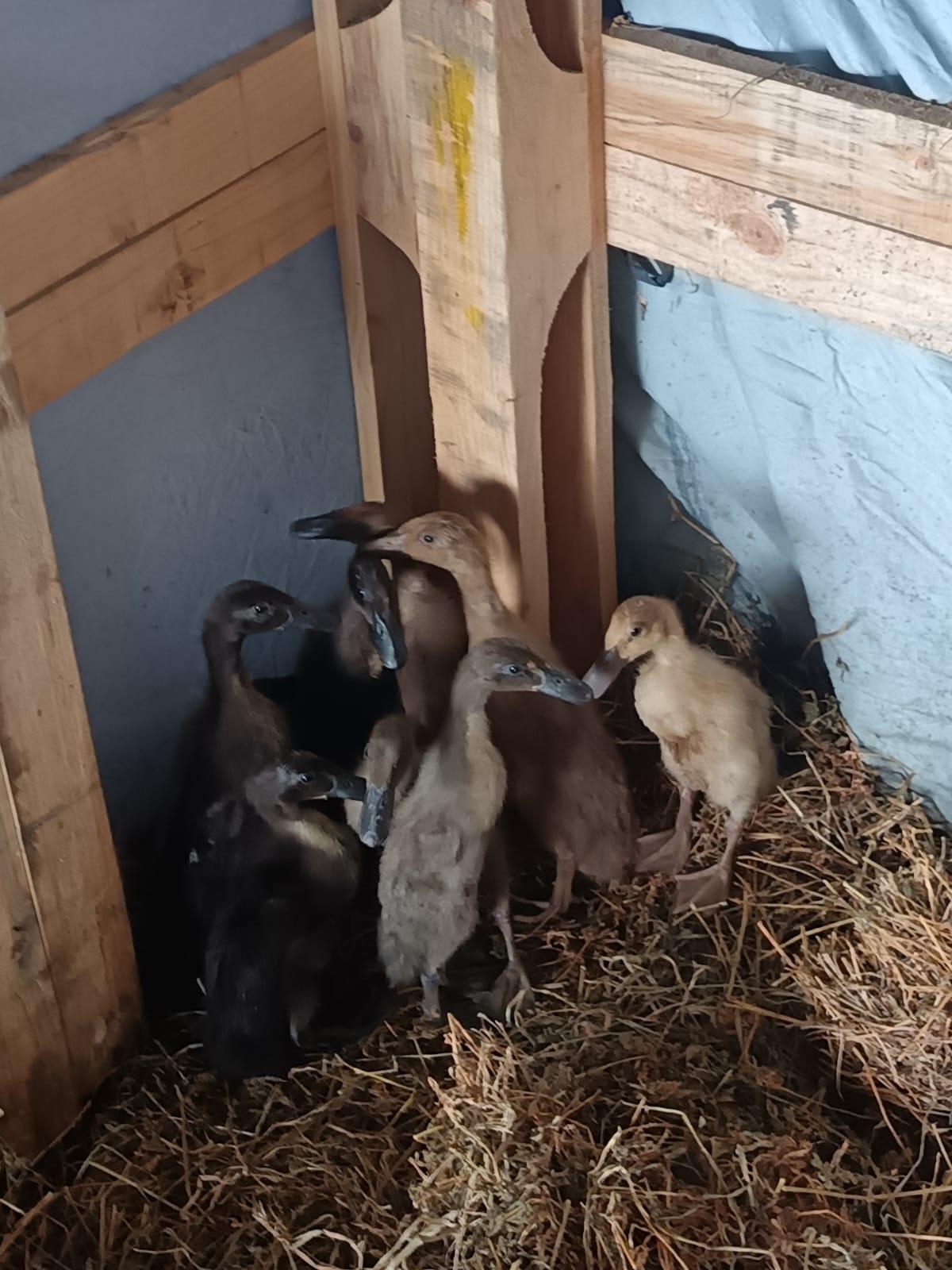 Indian Runner Ducklings x 8