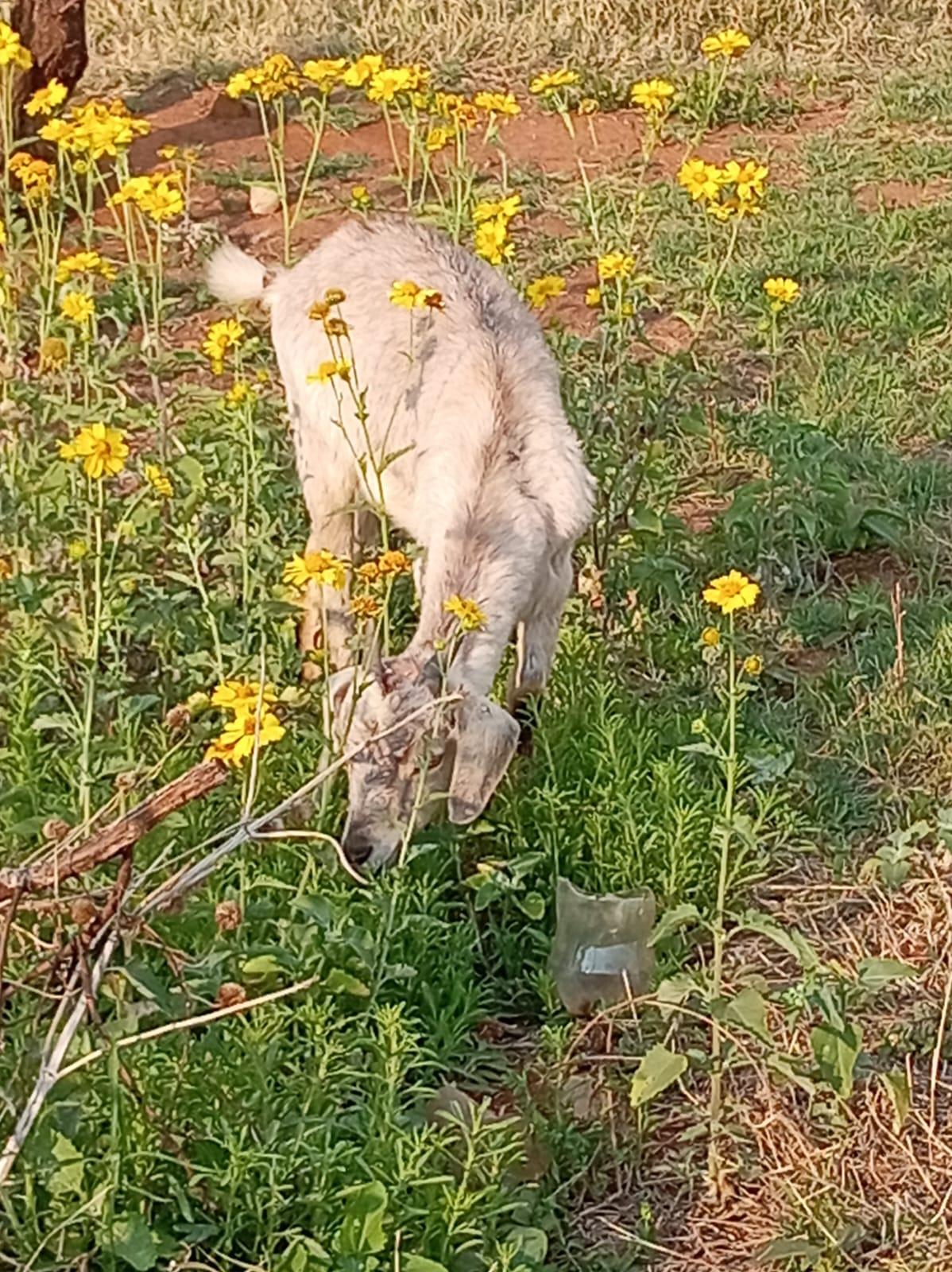 Female Goat