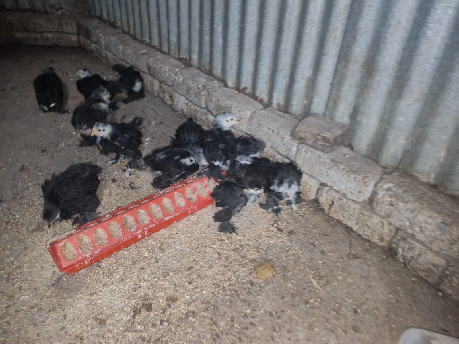 Black Brahma Chicks